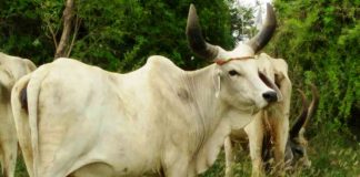 ಪುಣ್ಯಕೋಟಿ ದತ್ತು ಯೋಜನೆಗೆ ಸರ್ಕಾರಿ ನೌಕರರ ದೇಣಿಗೆ