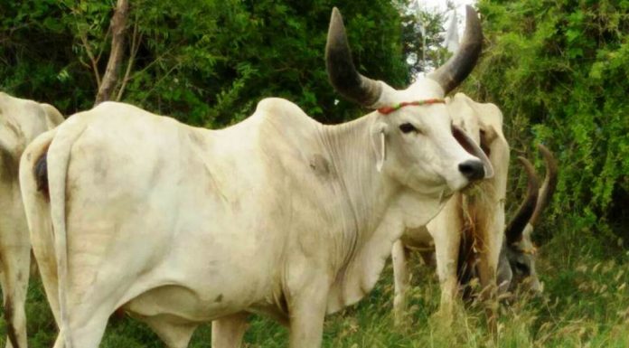 ಪುಣ್ಯಕೋಟಿ ದತ್ತು ಯೋಜನೆಗೆ ಸರ್ಕಾರಿ ನೌಕರರ ದೇಣಿಗೆ