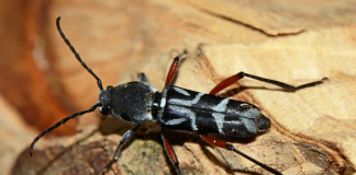 Mitigate coffee stem borer with climate resilient systems