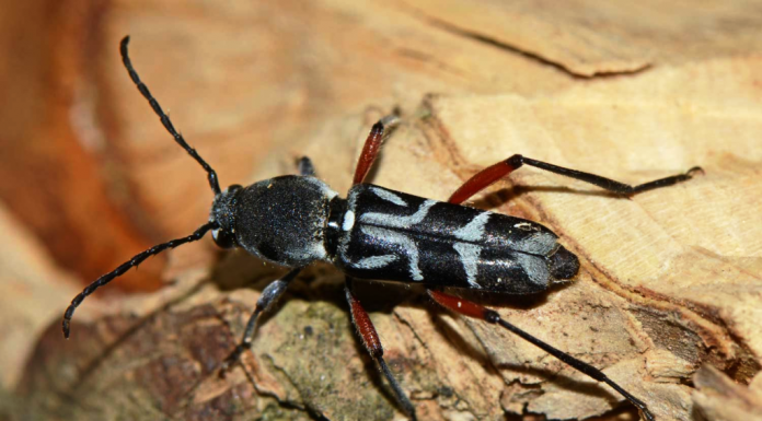 Mitigate coffee stem borer with climate resilient systems