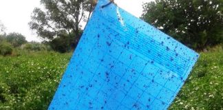 Significance of Yellow sticky traps or Sticky sheets
