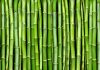 Making Bamboo central to our efforts to restore ecological balance of Earth