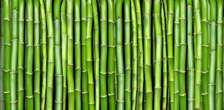 Making Bamboo central to our efforts to restore ecological balance of Earth