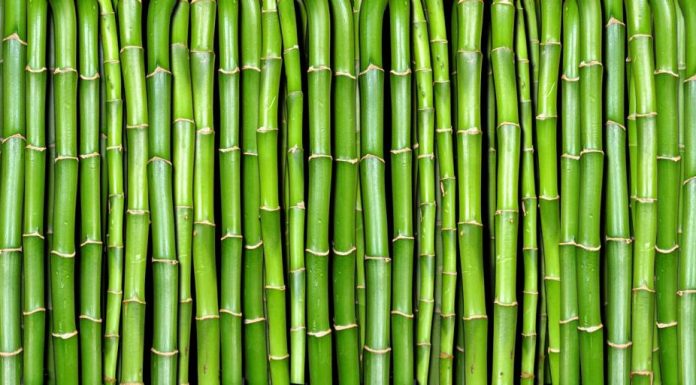 Making Bamboo central to our efforts to restore ecological balance of Earth