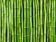 Making Bamboo central to our efforts to restore ecological balance of Earth