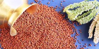 ರಾಗಿಯ ತಾಕತ್ತು ಮತ್ತು ತಾಳಿಕೆ ಗುಣ