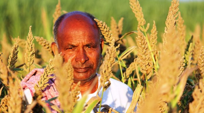 ಸಿರಿಧಾನ್ಯ ಬೆಳೆಗಳು; ಫಲಿಸಿದ ಪ್ರಯೋಗ