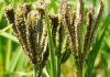 Growth of good food must be nurtured