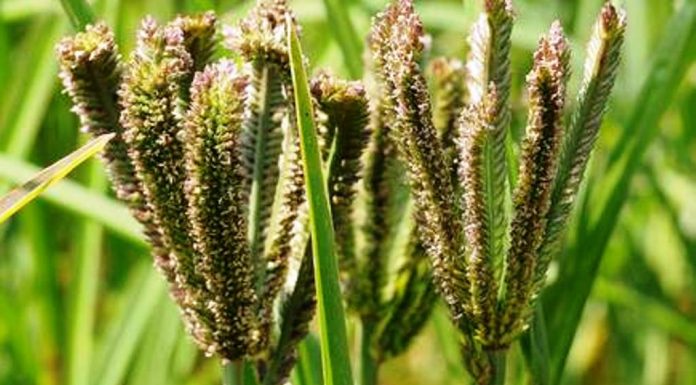 Growth of good food must be nurtured