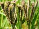 Growth of good food must be nurtured