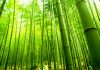 The uses of bamboo