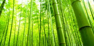 The uses of bamboo