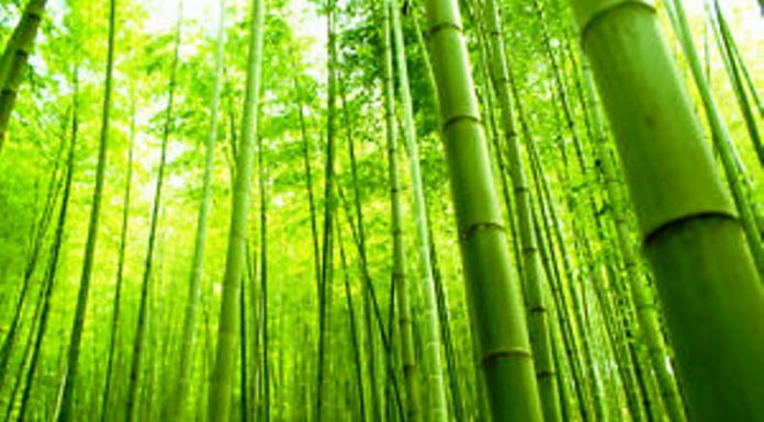 The uses of bamboo