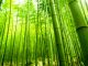 The uses of bamboo