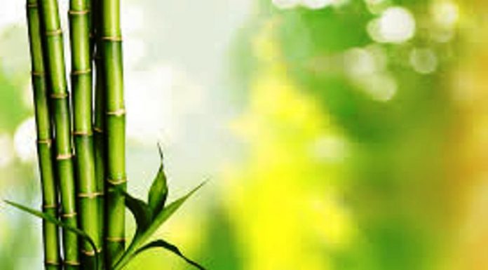 ಬಿದಿರು ಉಪಯೋಗಗಳು