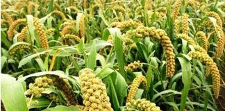ನವಣೆ ಬೆಳೆದರೆ ಇಲ್ಲ ಬವಣೆ