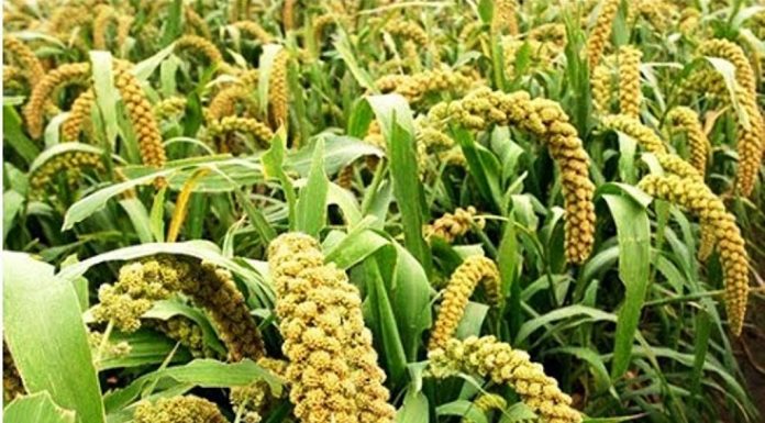 ನವಣೆ ಬೆಳೆದರೆ ಇಲ್ಲ ಬವಣೆ