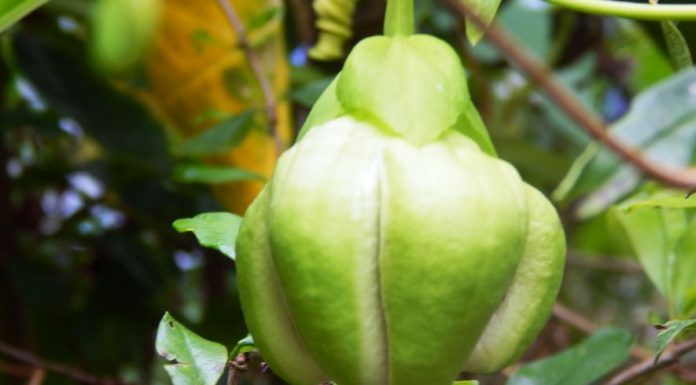 ಬಳ್ಳಿಬದನೆಯೆಂಬ ಮಾಯಾಂಗನೆ