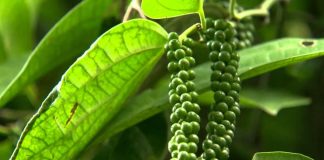 ಉಪಕಸುಬು ಆಧರಿಸಿದ ಕೃಷಿ ಯಶೋಗಾಥೆ