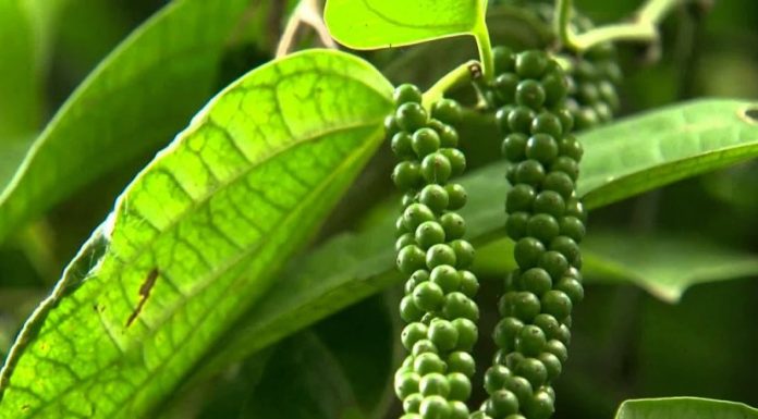 ಉಪಕಸುಬು ಆಧರಿಸಿದ ಕೃಷಿ ಯಶೋಗಾಥೆ