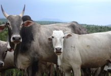 Amrithmahal Cattel and Grasslands