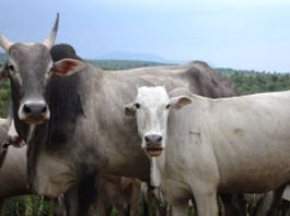 Amrithmahal Cattel and Grasslands