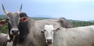 Amrithmahal Cattel and Grasslands