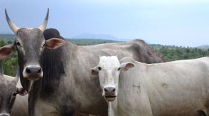 Amrithmahal Cattel and Grasslands