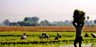 ಕೃಷಿ ಪ್ರವಾಸೋದ್ಯಮ,ಏನು? ಹೇಗೆ? ಗೊಂದಲ ಏಕೆ ?