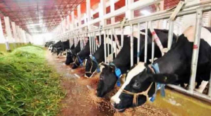 ಲಾಭದಾಯಕ ಹೈನುಗಾರಿಕೆಗೆ ಈ ಅಂಶಗಳನ್ನು ಅನುಸರಿಸಿ