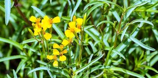 ದಿಗ್ಬಂಧನ ಕಳೆ ಪ್ರಸರಣಕ್ಕೆ ಕೃಷಿ ಇಲಾಖೆಯಿಂದ ತಡೆ