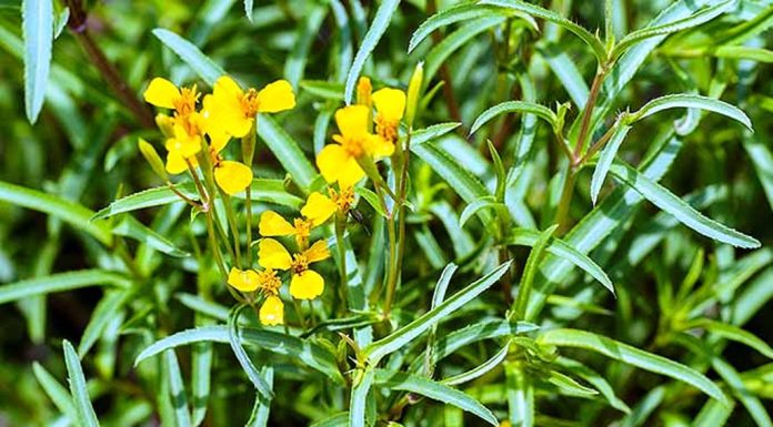 ದಿಗ್ಬಂಧನ ಕಳೆ ಪ್ರಸರಣಕ್ಕೆ ಕೃಷಿ ಇಲಾಖೆಯಿಂದ ತಡೆ