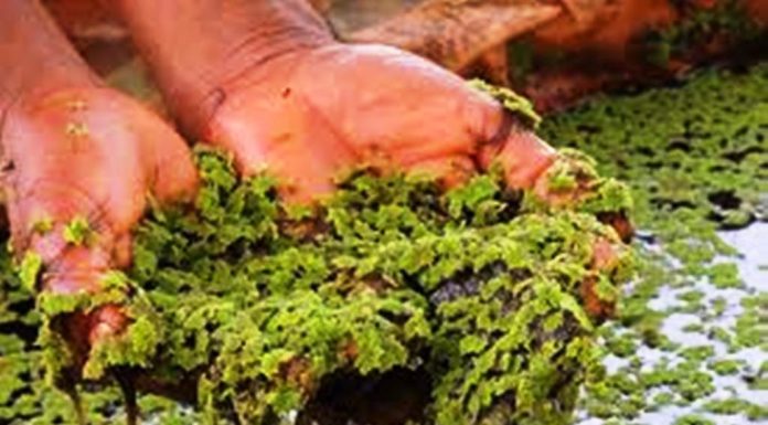 ಕ್ಷೀರಕ್ರಾಂತಿಯಲ್ಲಿ ಅಜೋಲ ಪಾತ್ರ