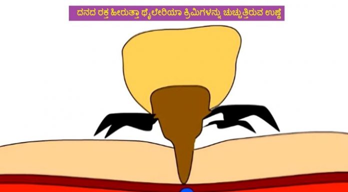 ಹಸುಗಳಲ್ಲಿ ಮಾರಕ ಉಣ್ಣೆ ರೋಗ; ಉದಾಸೀನ ಬೇಡ
