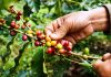 Mitigate coffee stem borer with climate resilient systems