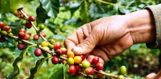 Mitigate coffee stem borer with climate resilient systems