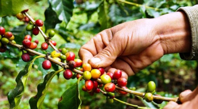 Mitigate coffee stem borer with climate resilient systems