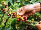 Mitigate coffee stem borer with climate resilient systems