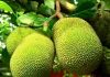 ಆಹಾರದ ಮೂಲ ಕಡಿಮೆಯಾಯ್ತು – ಪ್ರಕೃತಿ ಸಮತೋಲನವೂ ಏರು ಪೇರು