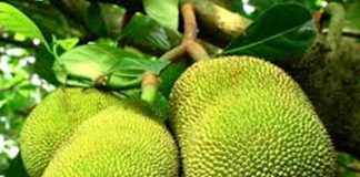 ಆಹಾರದ ಮೂಲ ಕಡಿಮೆಯಾಯ್ತು – ಪ್ರಕೃತಿ ಸಮತೋಲನವೂ ಏರು ಪೇರು