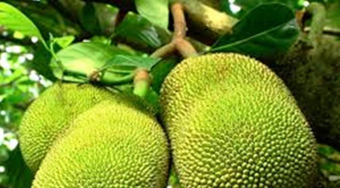 ಆಹಾರದ ಮೂಲ ಕಡಿಮೆಯಾಯ್ತು – ಪ್ರಕೃತಿ ಸಮತೋಲನವೂ ಏರು ಪೇರು