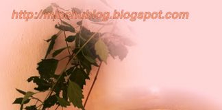 ರೋಗ ನಿರೋಧಕ ಶಕ್ತಿ ಹೆಚ್ಚಳಕ್ಕೆ ನೆರುಗಳ ಸೊಪ್ಪಿನ ರಸಂ