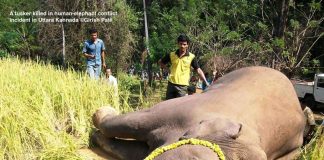 Human-elephant conflict in south canara