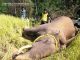 Human-elephant conflict in south canara