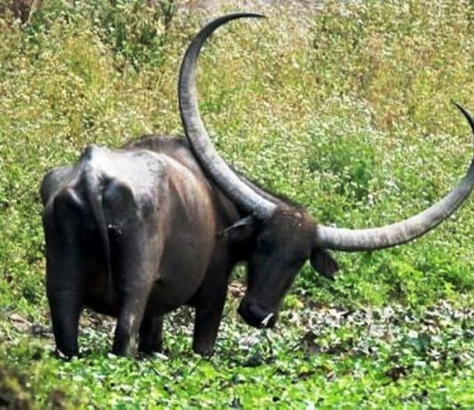 ರೌಡಿ ಎಮ್ಮೆಗೆ ಮೂಗುದಾರ ಅನುಭವ ಘೋರ