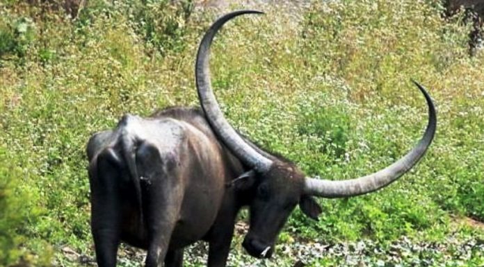 ರೌಡಿ ಎಮ್ಮೆಗೆ ಮೂಗುದಾರ ಅನುಭವ ಘೋರ