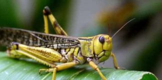ಮಿಡತೆ ದಾಳಿಯ ಪೂರ್ವಾಪರ: ಈಗ ಜೀವವೈವಿಧ್ಯತೆಗೂ ಘೋರ