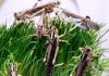 India in danger zone as locusts breed 400 times than usual