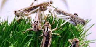 India in danger zone as locusts breed 400 times than usual