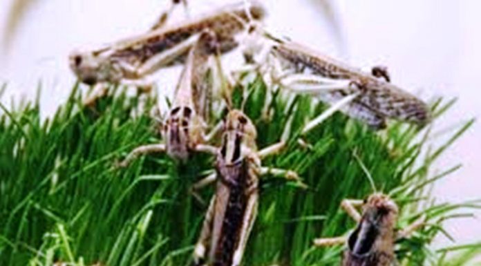 India in danger zone as locusts breed 400 times than usual